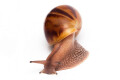 Achatina achatina achatina Nigeria b juvenil